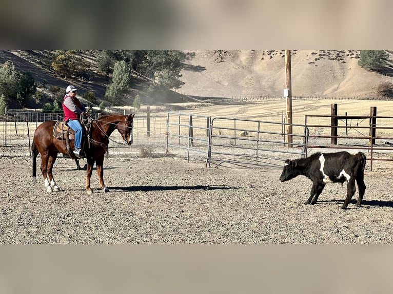 American Quarter Horse Castrone 13 Anni 150 cm Sauro scuro in Bitterwater CA