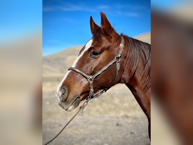 American Quarter Horse Castrone 13 Anni 150 cm Sauro scuro in Bitterwater CA