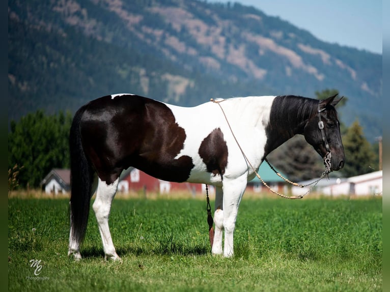 American Quarter Horse Castrone 13 Anni 150 cm Tobiano-tutti i colori in caldwell ID