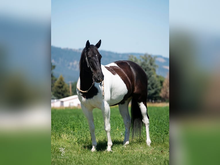 American Quarter Horse Castrone 13 Anni 150 cm Tobiano-tutti i colori in caldwell ID