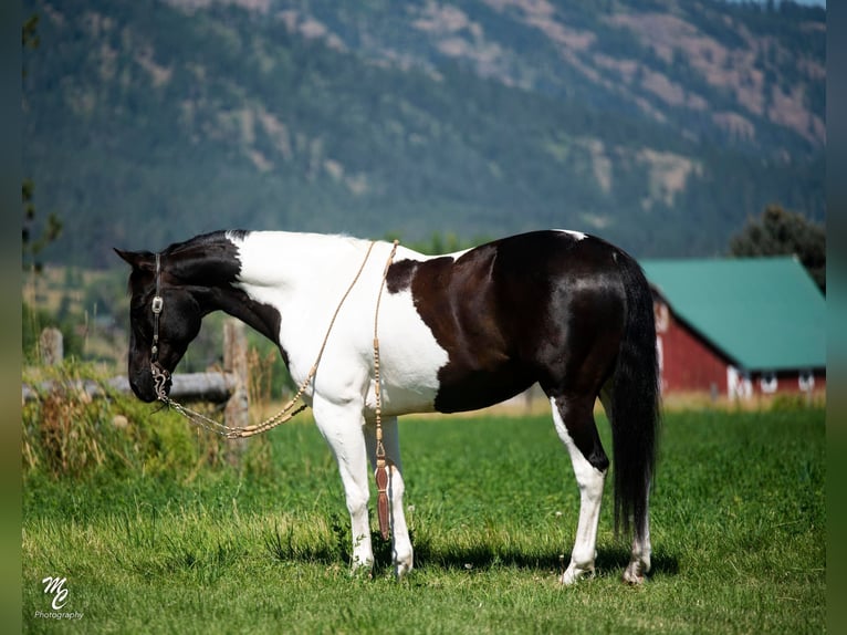 American Quarter Horse Castrone 13 Anni 150 cm Tobiano-tutti i colori in caldwell ID