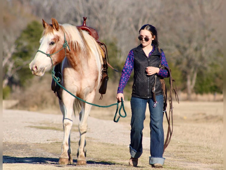 American Quarter Horse Castrone 13 Anni 150 cm Tobiano-tutti i colori in Canton TX