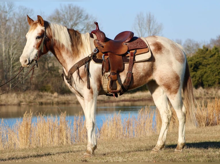 American Quarter Horse Castrone 13 Anni 150 cm Tobiano-tutti i colori in Canton TX