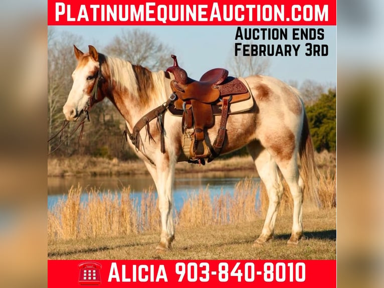 American Quarter Horse Castrone 13 Anni 150 cm Tobiano-tutti i colori in Canton TX