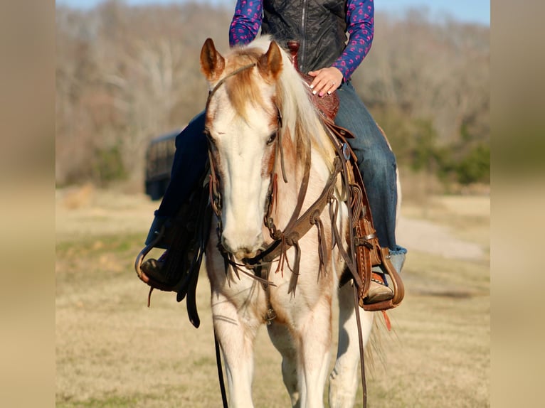 American Quarter Horse Castrone 13 Anni 150 cm Tobiano-tutti i colori in Canton TX