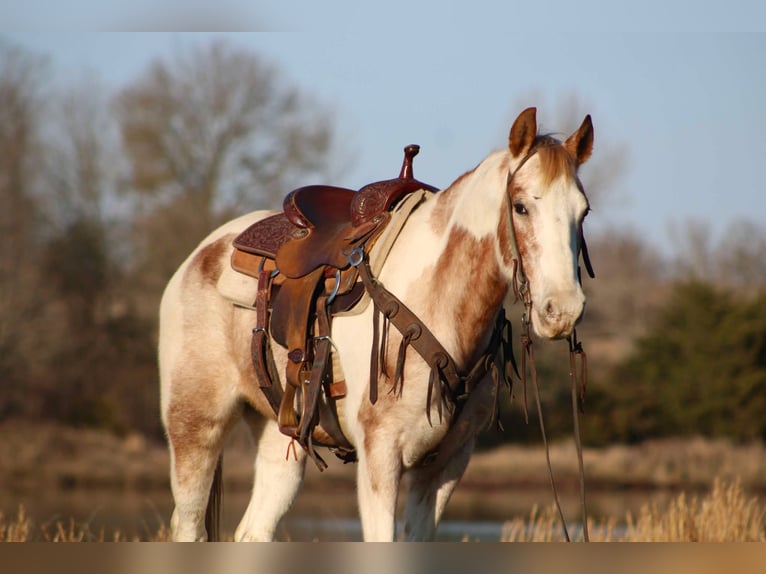 American Quarter Horse Castrone 13 Anni 150 cm Tobiano-tutti i colori in Canton TX