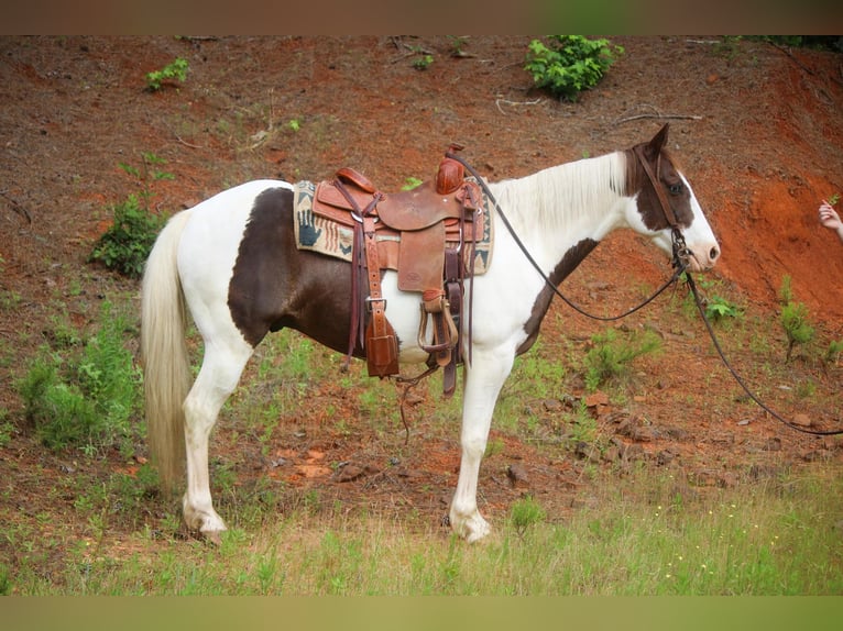 American Quarter Horse Castrone 13 Anni 150 cm Tobiano-tutti i colori in Rusk TX