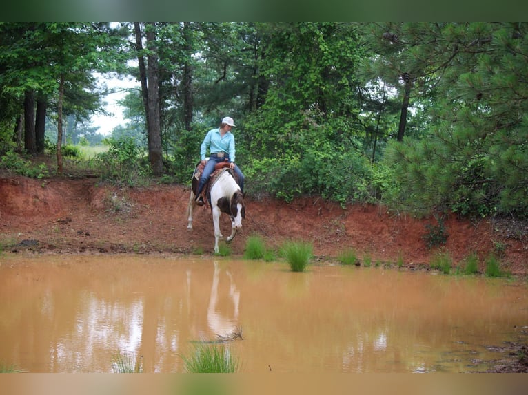 American Quarter Horse Castrone 13 Anni 150 cm Tobiano-tutti i colori in Rusk TX