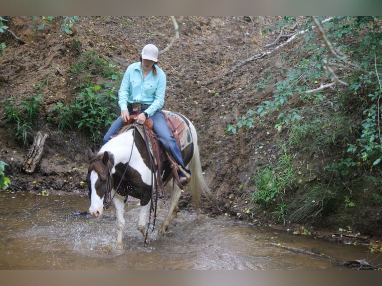 American Quarter Horse Castrone 13 Anni 150 cm Tobiano-tutti i colori in Rusk TX