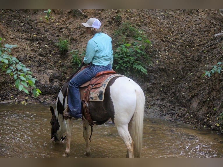 American Quarter Horse Castrone 13 Anni 150 cm Tobiano-tutti i colori in Rusk TX