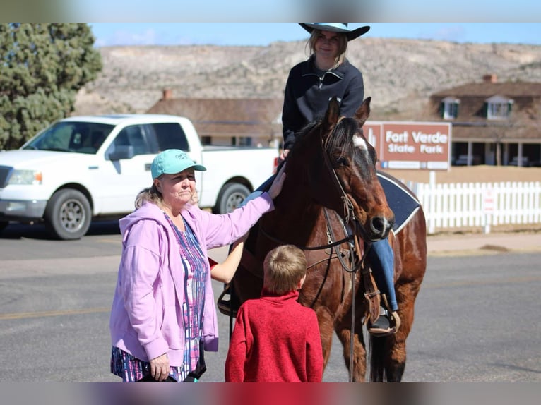 American Quarter Horse Castrone 13 Anni 152 cm Baio ciliegia in Camp Verde CA