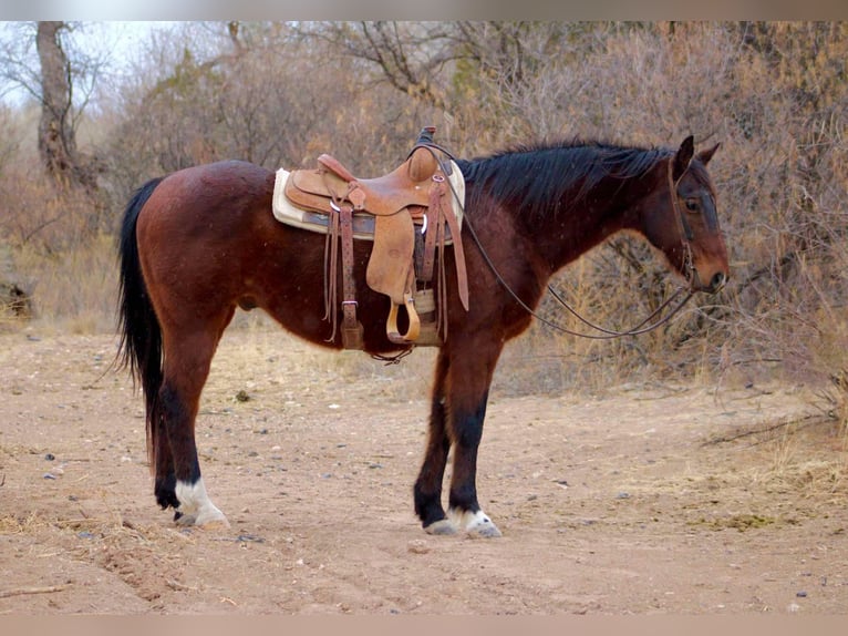 American Quarter Horse Castrone 13 Anni 152 cm Baio ciliegia in Camp Verde CA
