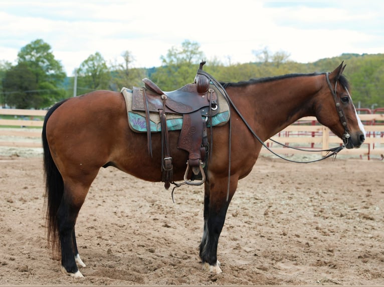 American Quarter Horse Castrone 13 Anni 152 cm Baio ciliegia in Flemingsburg