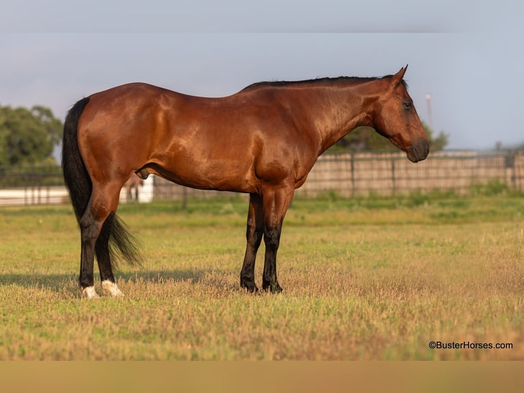 American Quarter Horse Castrone 13 Anni 152 cm Baio ciliegia in Weatherford TX