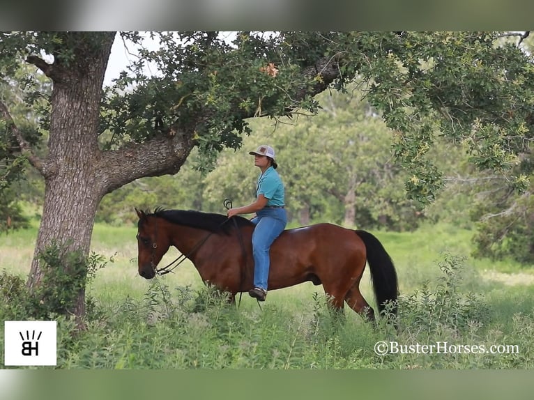 American Quarter Horse Castrone 13 Anni 152 cm Baio ciliegia in Weatherford TX