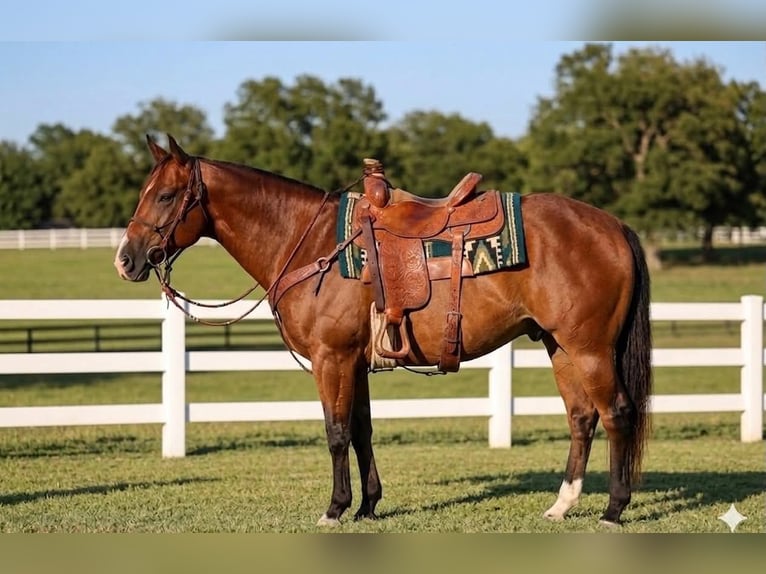 American Quarter Horse Castrone 13 Anni 152 cm Baio ciliegia in Rockwall