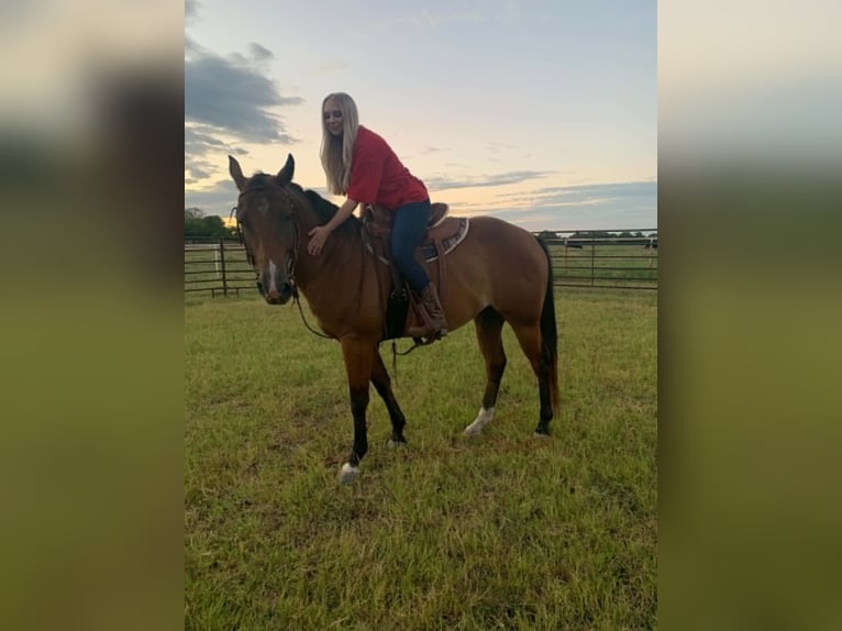 American Quarter Horse Castrone 13 Anni 152 cm Baio ciliegia in Rockwall