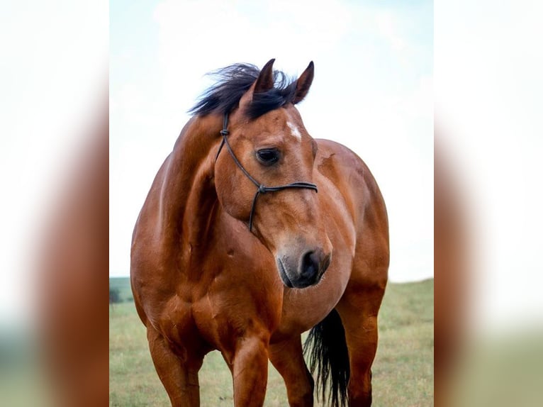 American Quarter Horse Castrone 13 Anni 152 cm Baio ciliegia in Canton TX