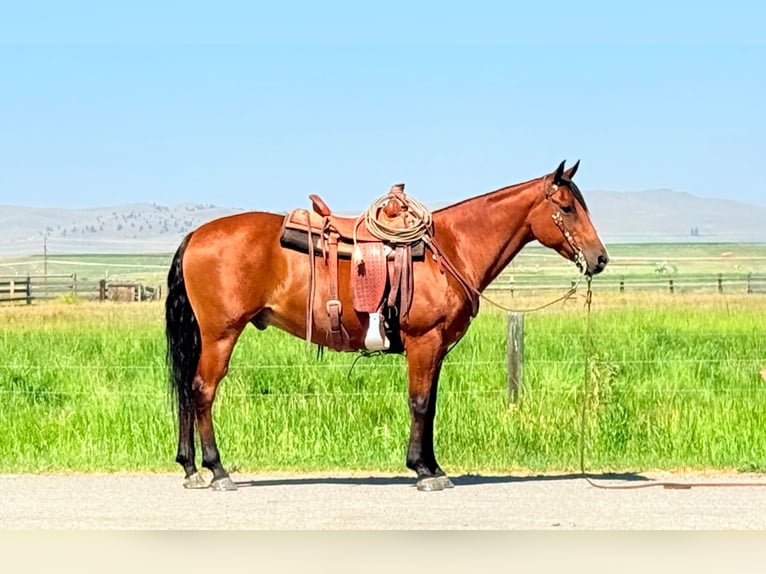 American Quarter Horse Castrone 13 Anni 152 cm Baio ciliegia in Drummond
