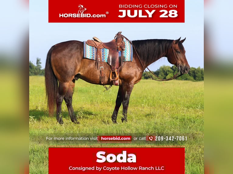 American Quarter Horse Castrone 13 Anni 152 cm Baio ciliegia in Mount Vernon