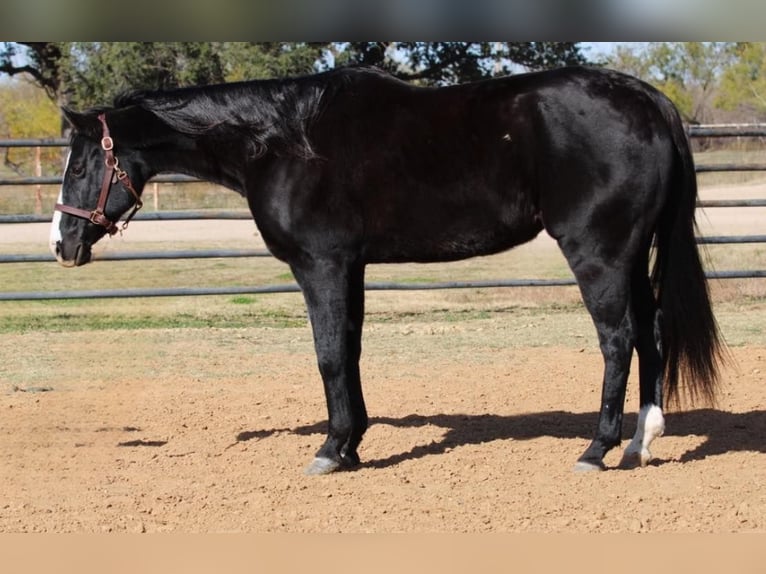 American Quarter Horse Castrone 13 Anni 152 cm Baio in Breckenridge TX