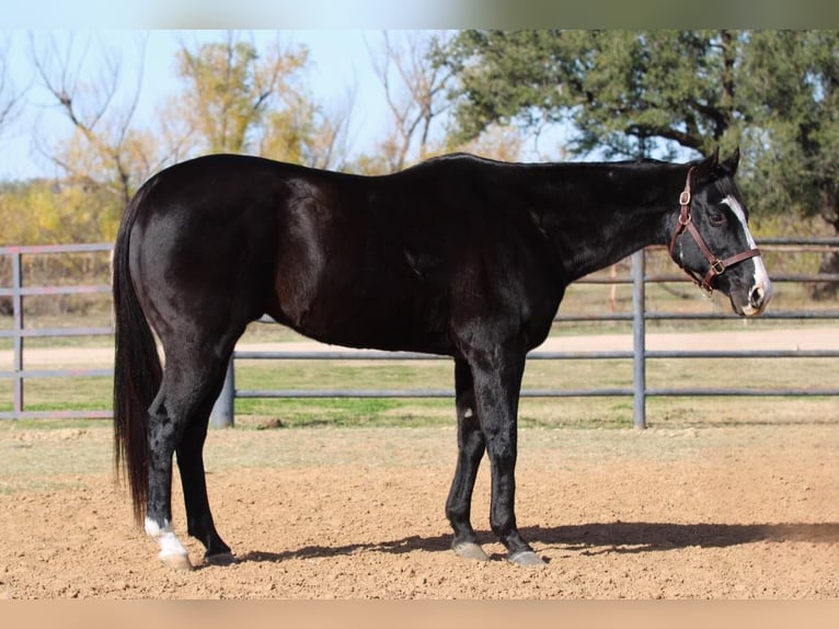 American Quarter Horse Castrone 13 Anni 152 cm Baio in Breckenridge TX
