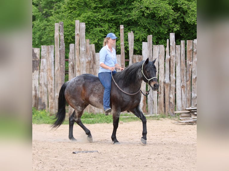 American Quarter Horse Castrone 13 Anni 152 cm Baio roano in Athens