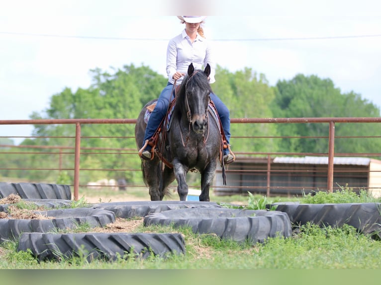 American Quarter Horse Castrone 13 Anni 152 cm Baio roano in Athens