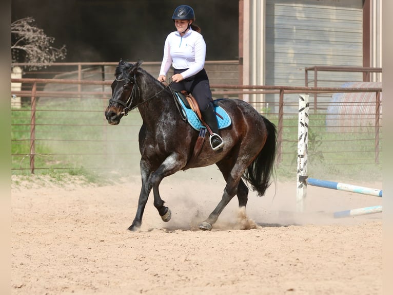 American Quarter Horse Castrone 13 Anni 152 cm Baio roano in Athens
