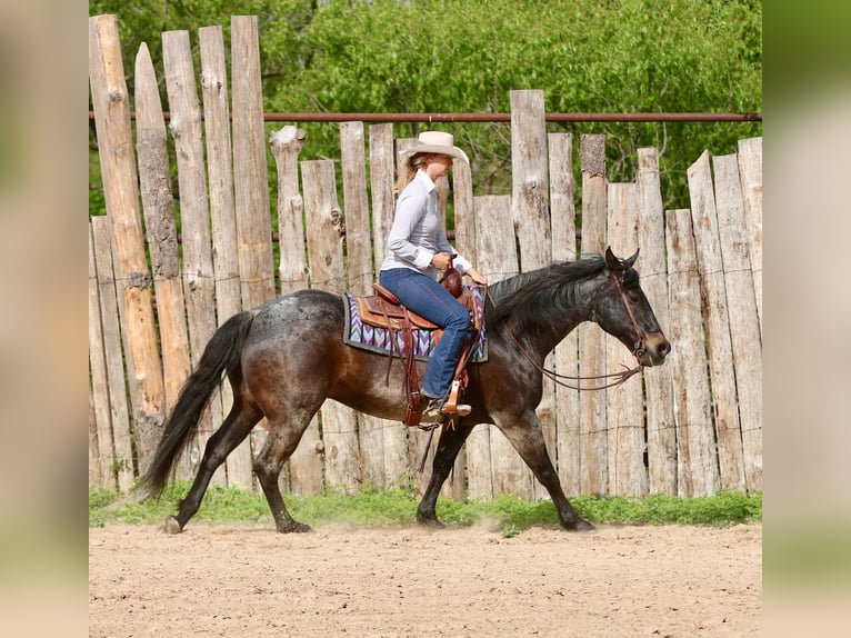 American Quarter Horse Castrone 13 Anni 152 cm Baio roano in Athens