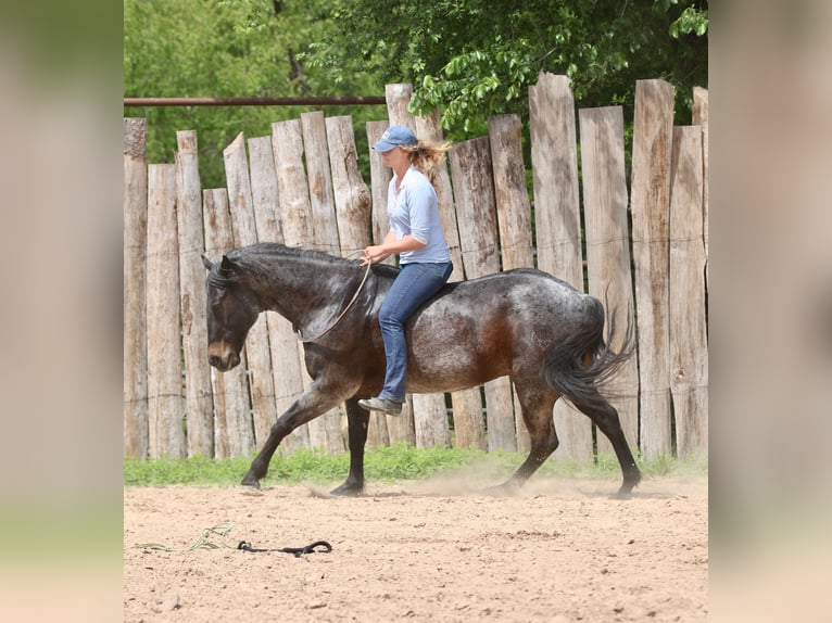 American Quarter Horse Castrone 13 Anni 152 cm Baio roano in Athens