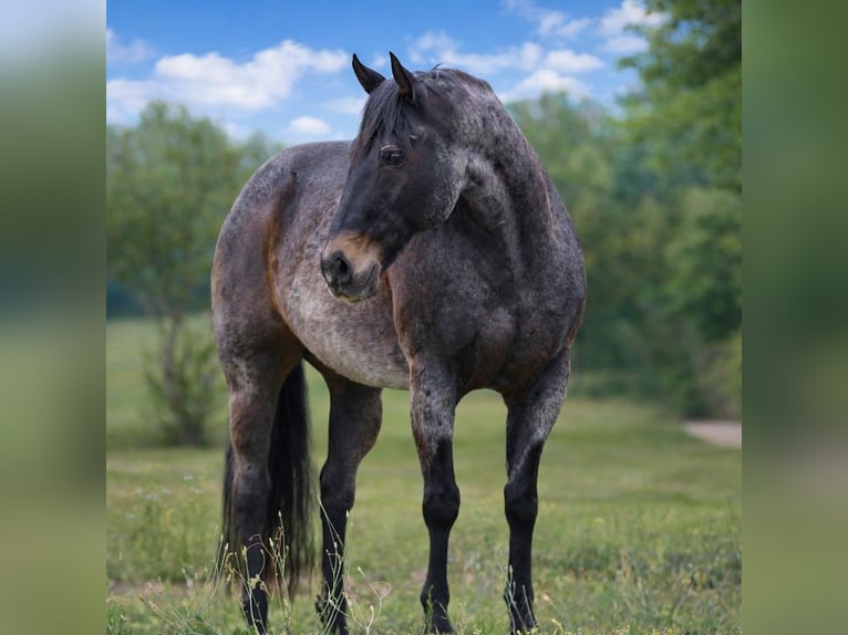 American Quarter Horse Castrone 13 Anni 152 cm Baio roano in Athens