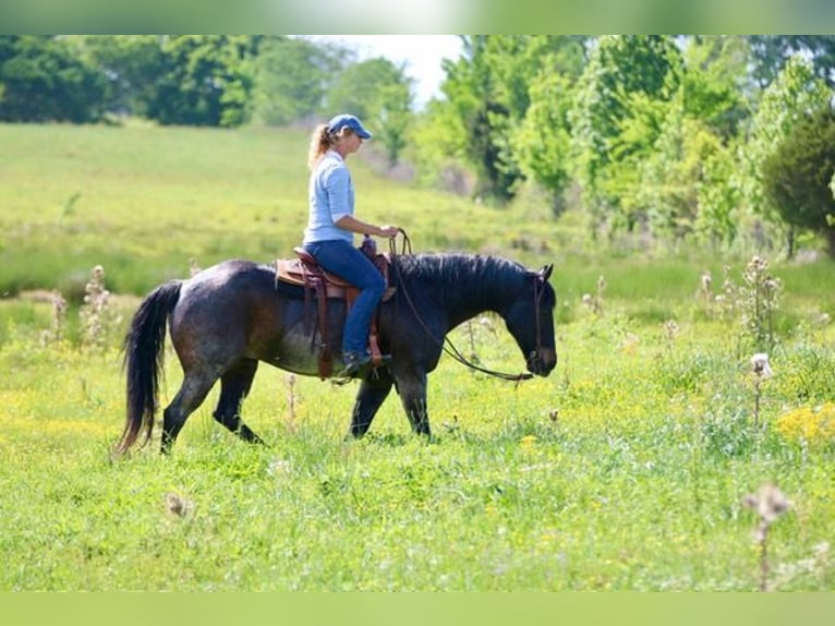 American Quarter Horse Castrone 13 Anni 152 cm Baio roano in Athens