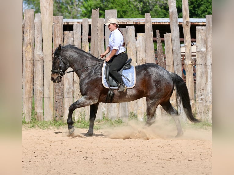 American Quarter Horse Castrone 13 Anni 152 cm Baio roano in Athens