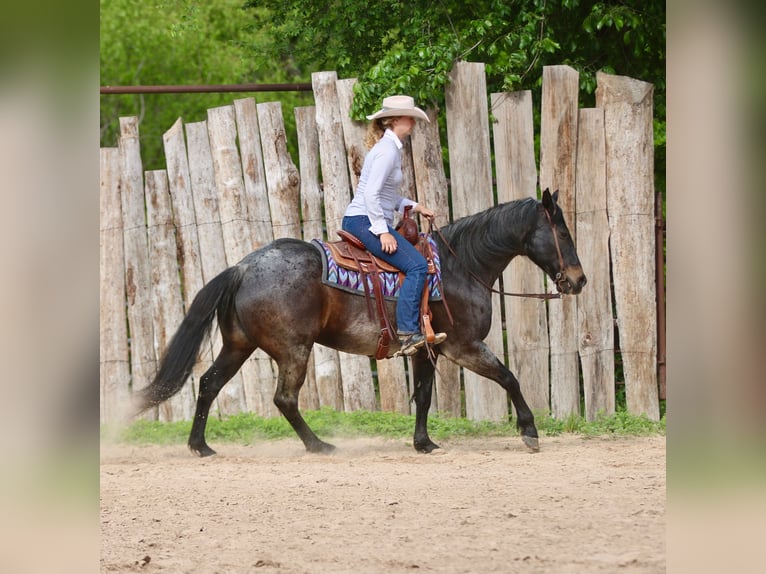 American Quarter Horse Castrone 13 Anni 152 cm Baio roano in Athens