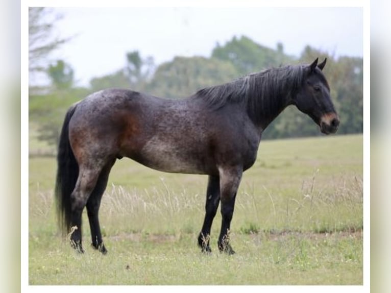 American Quarter Horse Castrone 13 Anni 152 cm Baio roano in Athens