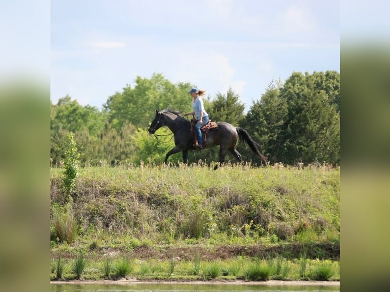 American Quarter Horse Castrone 13 Anni 152 cm Baio roano in Athens