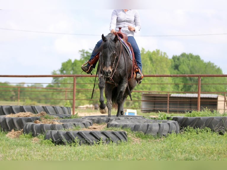 American Quarter Horse Castrone 13 Anni 152 cm Baio roano in Athens