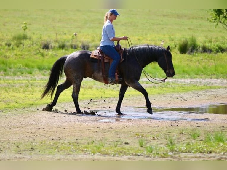 American Quarter Horse Castrone 13 Anni 152 cm Baio roano in Athens