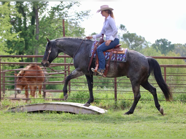 American Quarter Horse Castrone 13 Anni 152 cm Baio roano in Athens