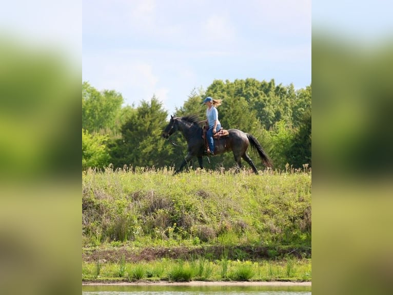 American Quarter Horse Castrone 13 Anni 152 cm Baio roano in Athens