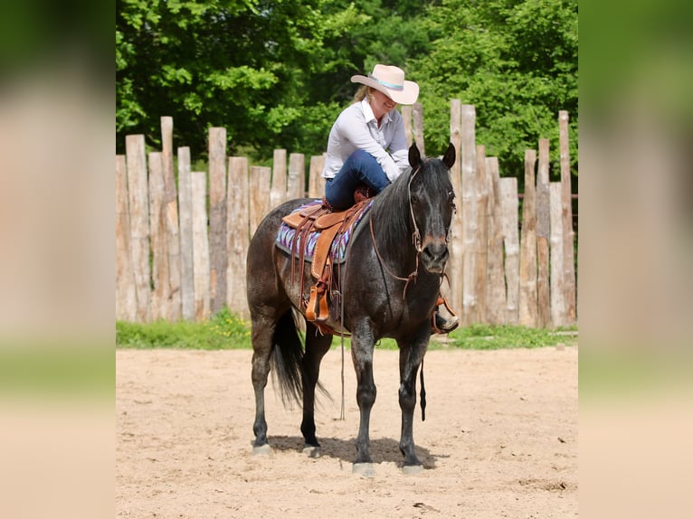 American Quarter Horse Castrone 13 Anni 152 cm Baio roano in Athens