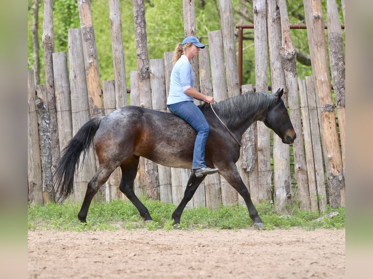 American Quarter Horse Castrone 13 Anni 152 cm Baio roano in Athens