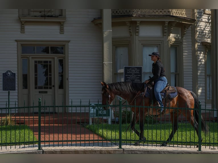 American Quarter Horse Castrone 13 Anni 152 cm Baio roano in Granbury TX