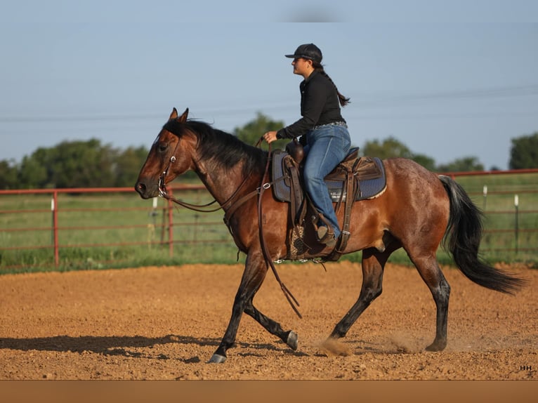 American Quarter Horse Castrone 13 Anni 152 cm Baio roano in Granbury TX