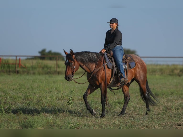 American Quarter Horse Castrone 13 Anni 152 cm Baio roano in Granbury TX