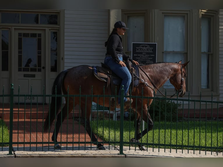 American Quarter Horse Castrone 13 Anni 152 cm Baio roano in Granbury TX