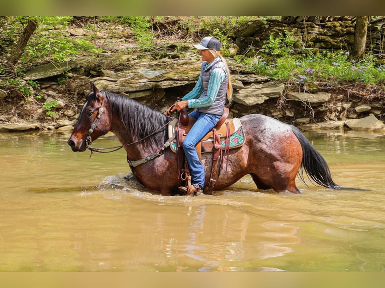 American Quarter Horse Castrone 13 Anni 152 cm Baio roano in Hillsboro KY