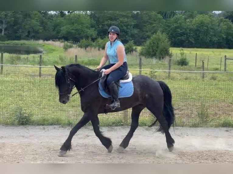 American Quarter Horse Castrone 13 Anni 152 cm Baio roano in Howell MI