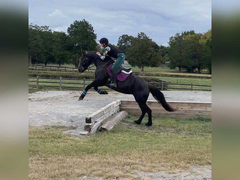 American Quarter Horse Castrone 13 Anni 152 cm Baio roano in Howell MI